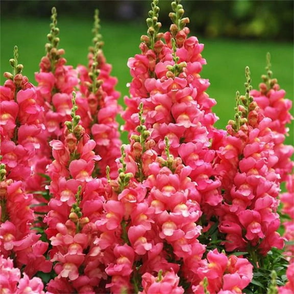 SATLOTY Garden Plants Flower Seeds 1000  MVR1 Dark Pink Snapdragon Flower Seeds