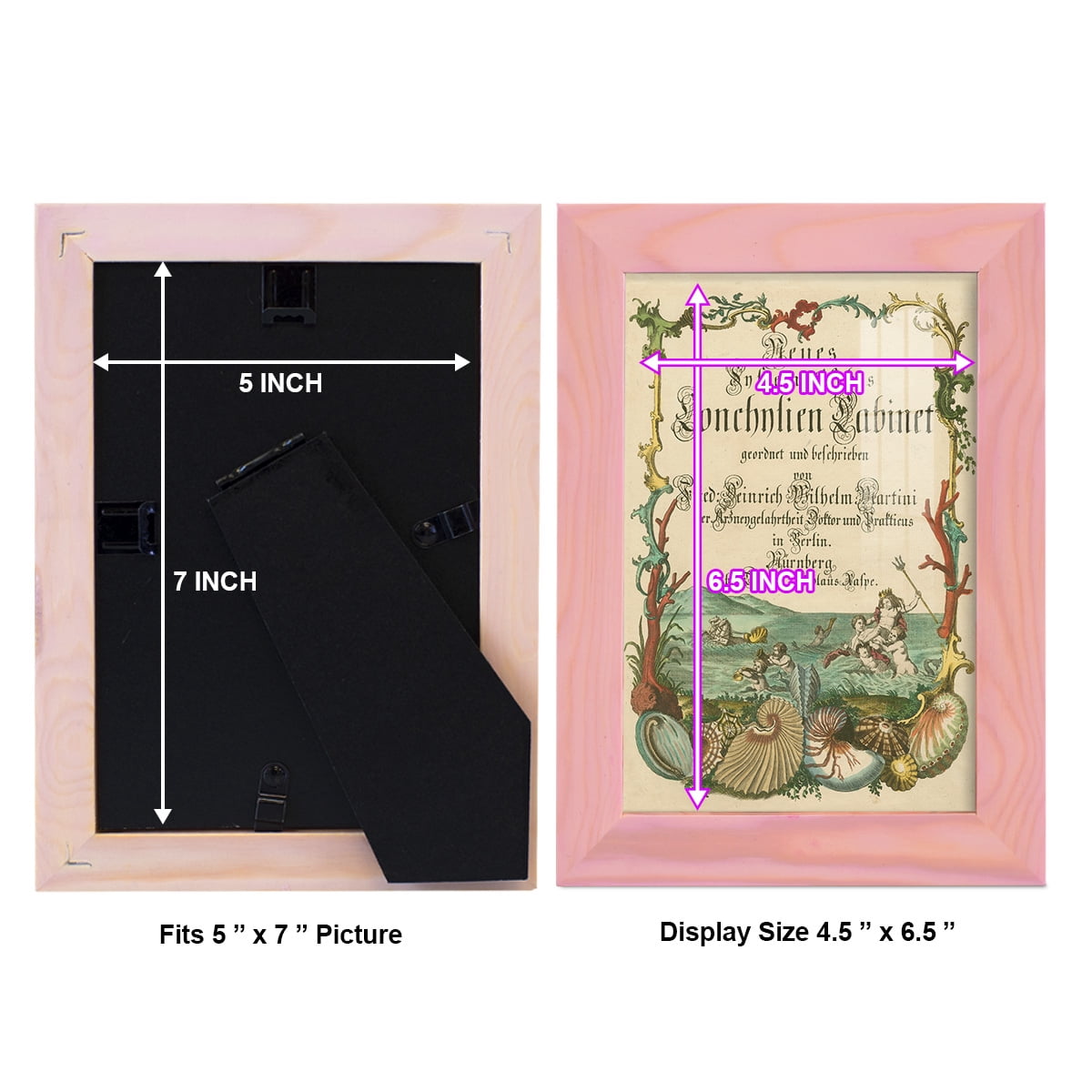Cabinet of Conchology -Framed Print w/glass-Sunset Pink