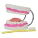 thumbnail image 2 of Enseñanza de cepillo de dientes,Cepillado de enseñanza del modelo de dientes dentales para niños,Modelo de cuidado dental de dientes con cepillo de dientes,Diente de cepillado de, 2 of 8