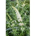 thumbnail image 2 of Profusion White Flowering Butterfly Bush Buddleia Deciduous Starter Shrub - 1 starter plant per offer, 2 of 3