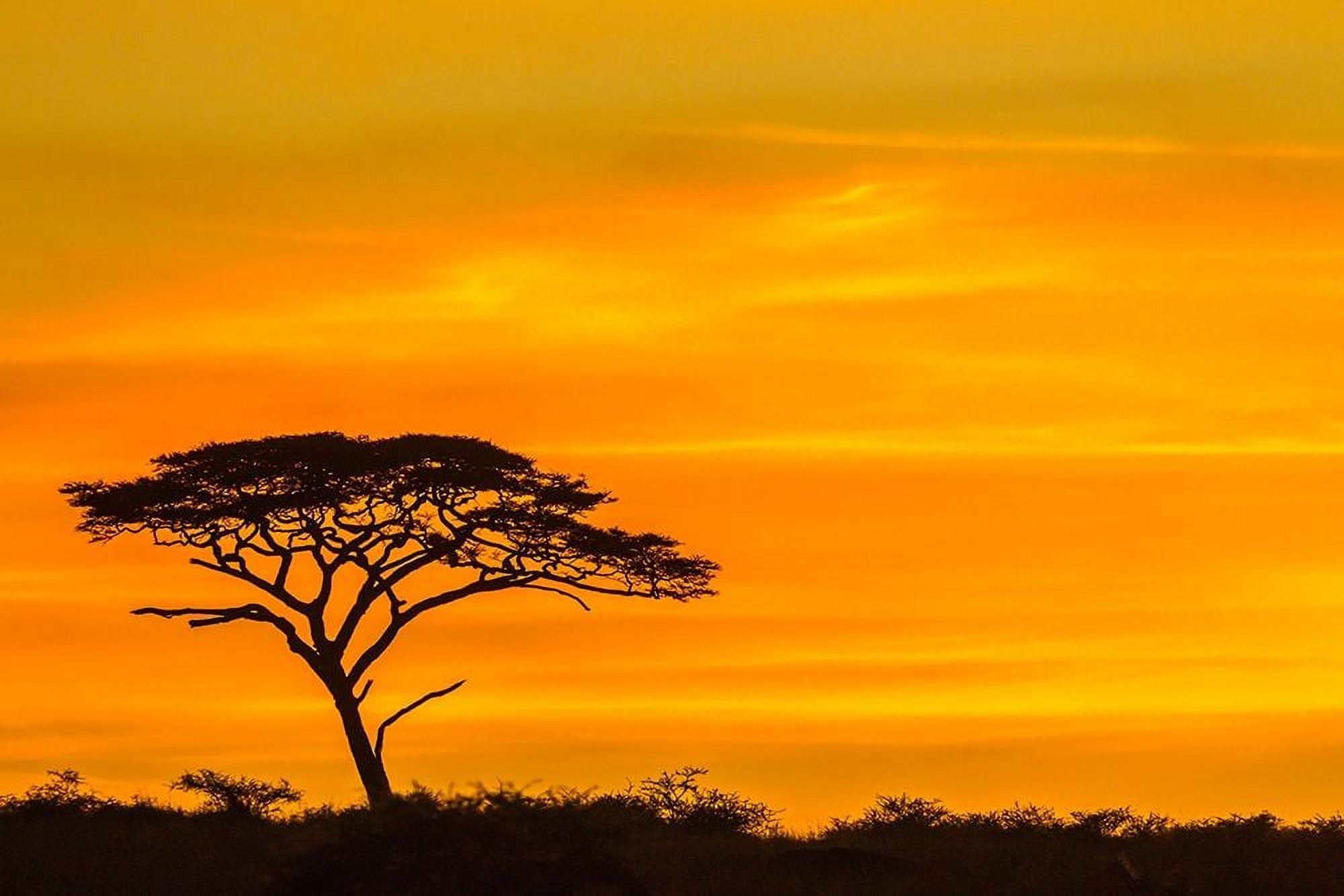 Jaynes Gallery 24x17 Gold Ornate Wood Framed with Double Matting Museum Art Print Titled - Africa-Tanzania-Serengeti National Park Acacia tree silhouette at sunset - image 2 of 4
