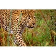 thumbnail image 1 of Posterazzi DPI1785257 Male Leopard Poster Print by John Pitcher, 17 x 11, 1 of 1
