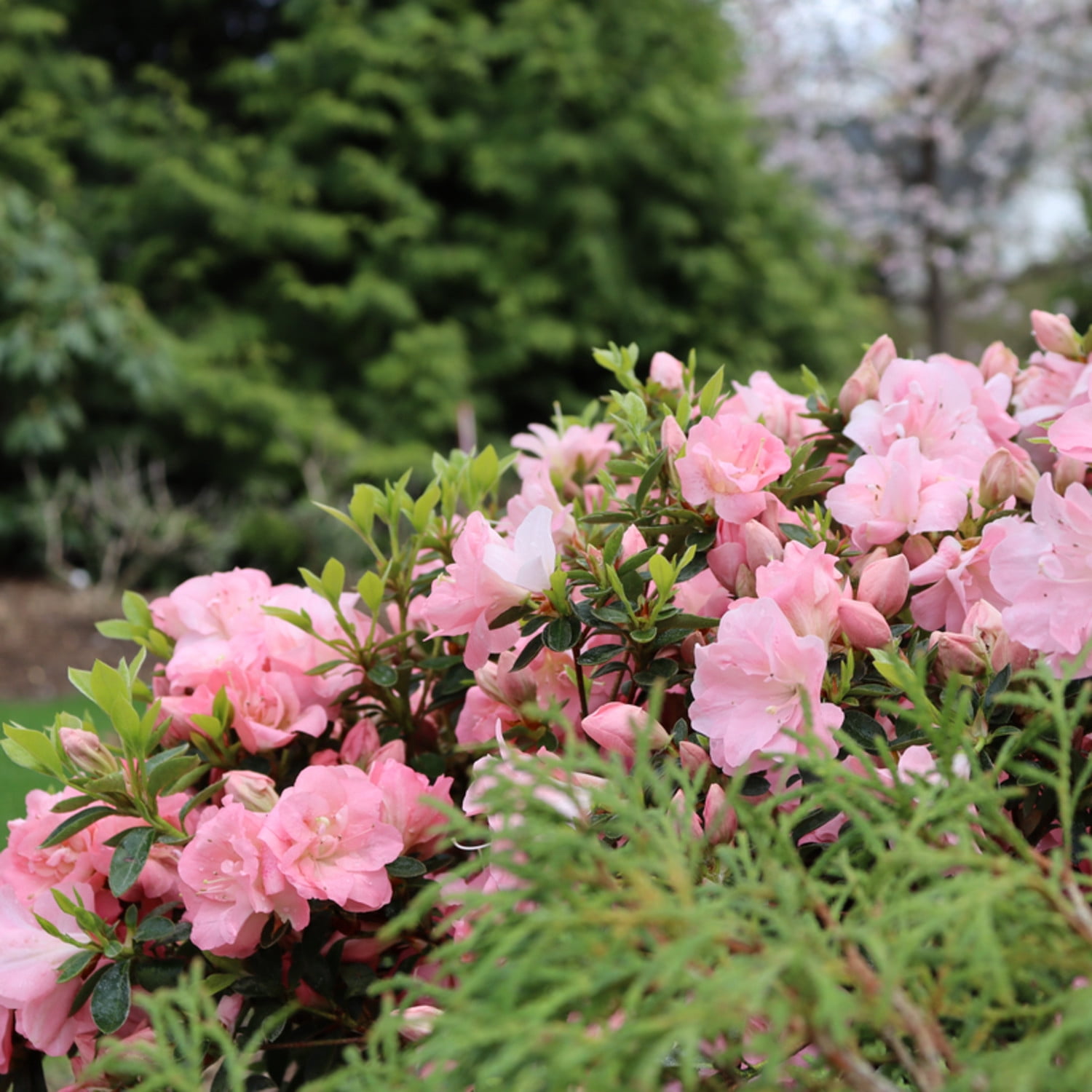 Proven Winners ColorChoice 5" Perfecto Mundo Pink Carpet Reblooming Azalea Live Plant in 4.5" Pot (4 Count)