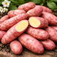 thumbnail image 2 of French Fingerling Seed Potatos for Planting (3 Pounds), 2 of 5
