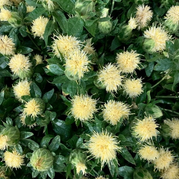 Outsidepride Safflower White - 200 seeds