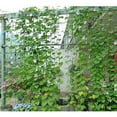 thumbnail image 4 of Nylon Climbing Plant Support Vine and Veggie Trellis Net Convenient 180x90cm, 4 of 8