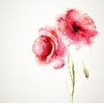 thumbnail image 2 of Braun Studio 15x15 White Modern Wood Framed Museum Art Print Titled - Aquarelle 3, 2 of 4