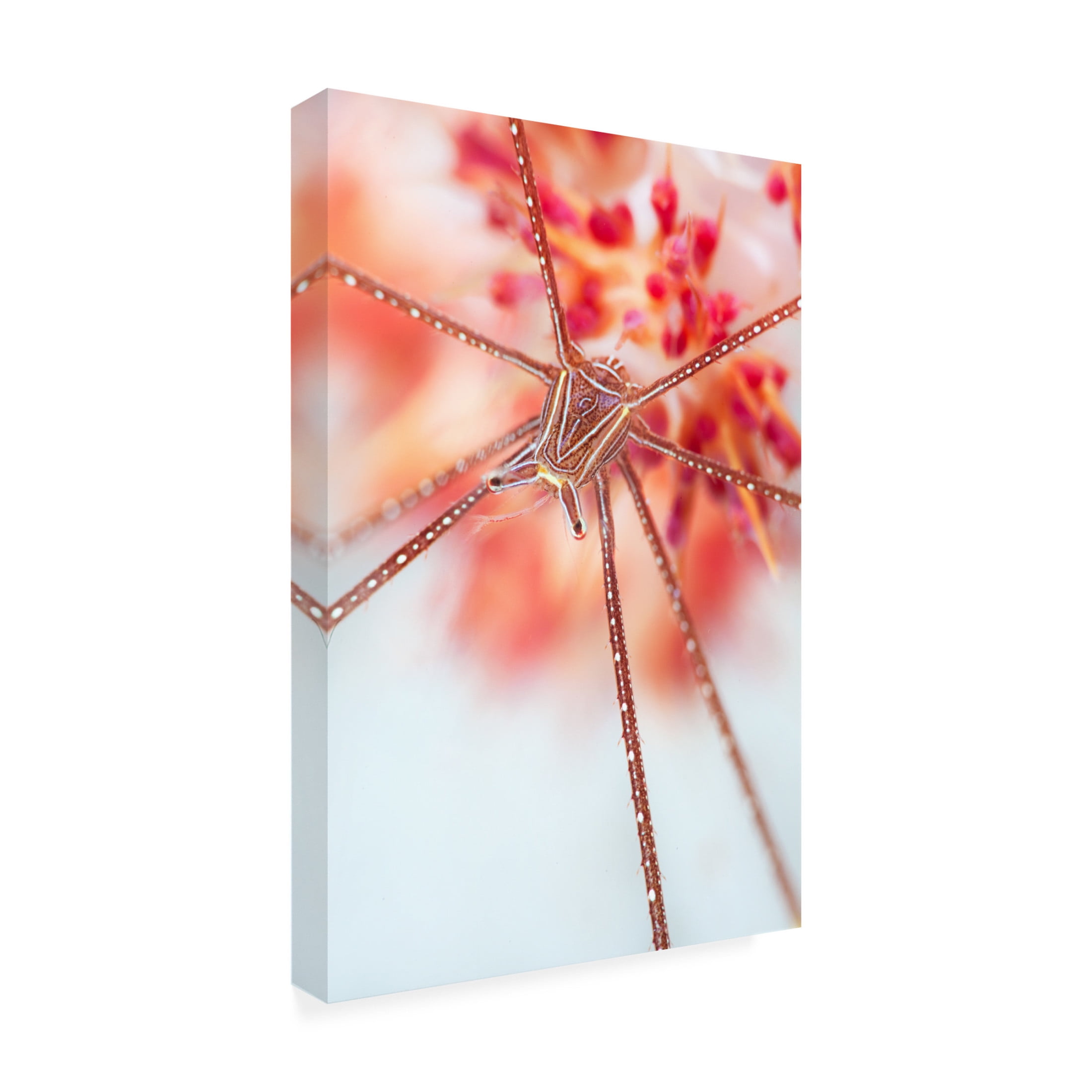 Canvas Wall Art - Andrey Narchuk 'Snow Flower' Wall Art for Living Room, Bedroom, or Office D?cor by Trademark Fine Art - 16 x 24 Inches
