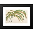 thumbnail image 2 of Charles Antoine Lemaire 18x13 Black Modern Framed Museum Art Print Titled - Adiantum Henderson (1854-1896), 2 of 5