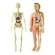 thumbnail image 1 of Modelo de anatomía corporal realista con huesos y movimiento Sunnimix Cuerpo humano, 1 of 3