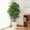 white, variant on Keeplush 5FT Artificial Dracaena Tree with White Tall Planter - High-Density Silk Faux Yucca Fake Tree for Indoor Home Office Decor, Large Tall Artificial Floor Plant (150cm/5ft)