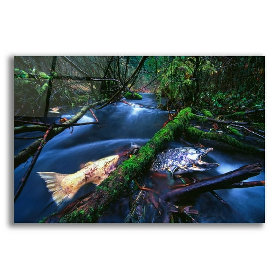 Epic Art 'Salmon Trapped' by Thomas Haney, Acrylic Glass Wall Art, 24"x16"