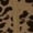 dark brown, variant on Women Leopard Print 2 Piece Set Zip Up Long Sleeve Top High Waist Shorts Outfit