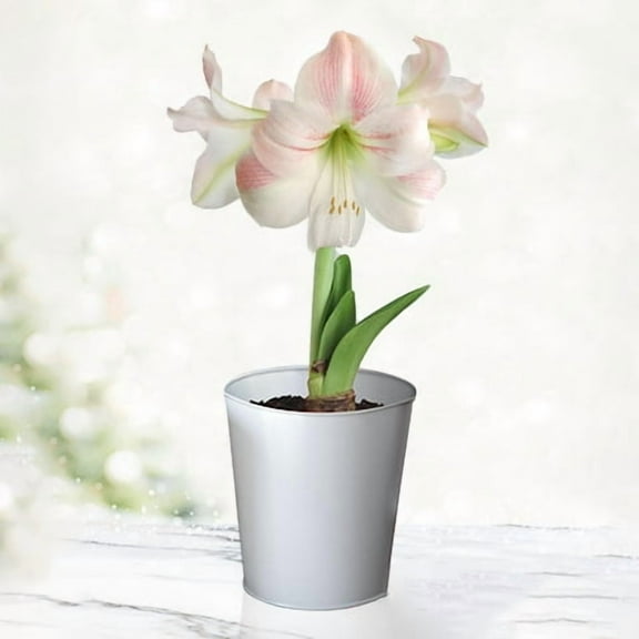 Premium Charming Amaryllis Gift Kit – Indoor Flower Bulb – Includes Silver Metal Pot, Growing Medium & Instructions – Easy to Grow Winter Bloom Kit Box – Guaranteed to Bloom