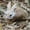 Khaki, variant on KIHOUT Deals Easter 15cm Realistic Cute Plush Rabbits Lifelike Simulation Toy Birthday Gift