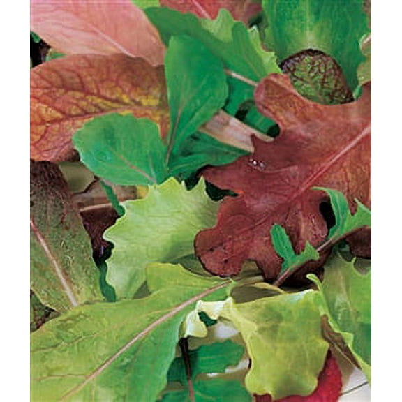 Lettuce Mesclun Blend Seed Heirloom - 1 Packet