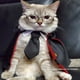 thumbnail image 3 of Corbata de gato con correa ajustable corbata de cosplay de gato para bodas fiestas fiestas (S) Sywqhk Libre de BPA, 3 of 8
