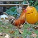 thumbnail image 4 of Decoraciones de Halloween, adornos de Halloween, regalos de Halloween, escena exterior de acrílico, arte de patio, decoración de pollo simulado, decoración de patio, tablero de inserción de suelo de d, 4 of 8