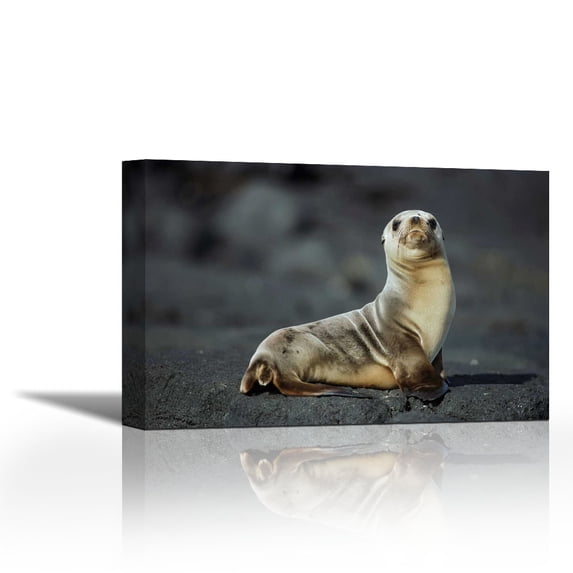 Galapagos Sea Lion pup, Galapagos Islands, Ecuador - Contemporary Fine Art Giclee on Canvas Gallery Wrap - wall décor - Art painting - 36 x 24 Inch - Ready to Hang