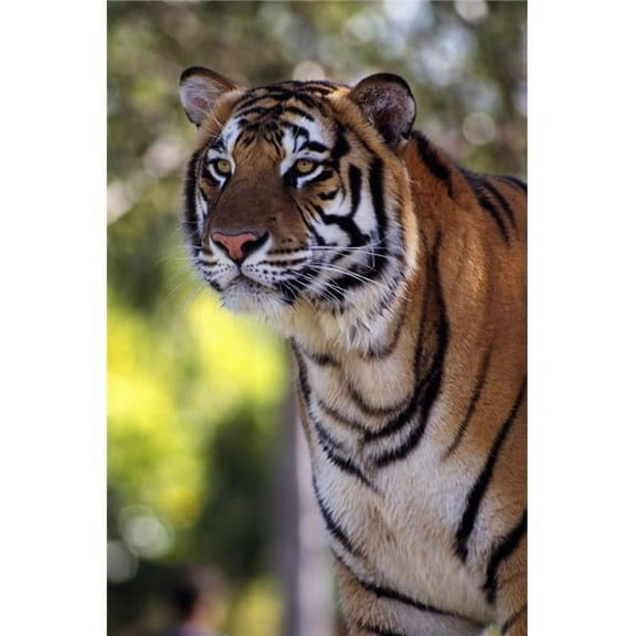 Bengal Tiger Poster Print by Natural Selection Ralph Curtin, 24 x 36 - Large