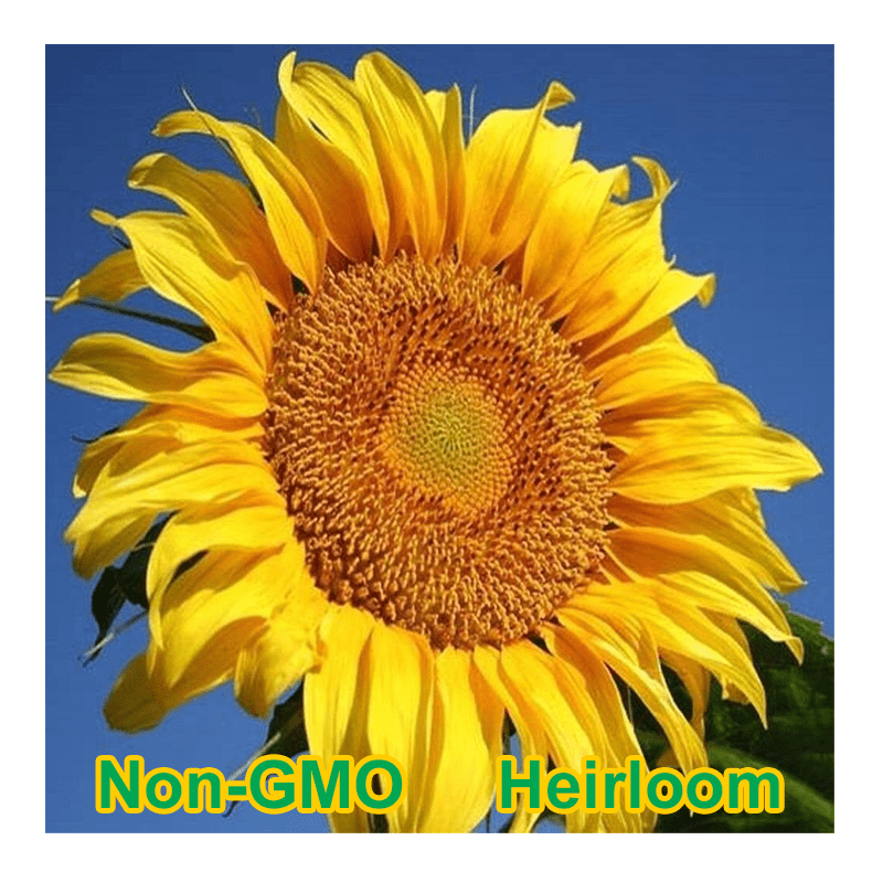Mammoth GreyStripe Sunflower Seeds BULK NonGMO Heirloom Garden