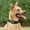 B, variant on Airtag Dog Collar Cover with Nylon Tracking for Pet Positioning and Training
