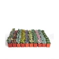thumbnail image 2 of Home Botanicals Premium Pastel Succulent (Collection of 256), 2 of 6