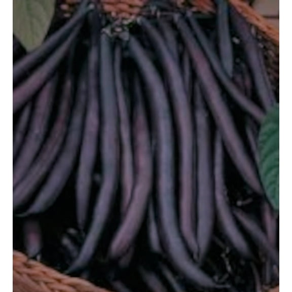 PAPAW'S GARDEN SUPPLY LLC. HELPING THE NEXT GENERATION GROW! Purple Queen Heirloom Bush Green Bean 250 Seeds