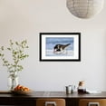 thumbnail image 3 of Young American Oystercatcher Haematopus Palliatus Snatching Food from Adult on the Shoreline Framed Print Wall Art by Mateusz Piesiak Sold by Art.Com, 3 of 5