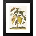 thumbnail image 2 of Maria Sibylla Merian 11x14 Black Modern Framed Museum Art Print Titled - Cacao. (1705), 2 of 5