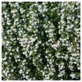 thumbnail image 4 of Everwilde Farms - 2000 Summer Savory Herb Seeds - Gold Vault Jumbo Bulk Seed Packet, 4 of 4