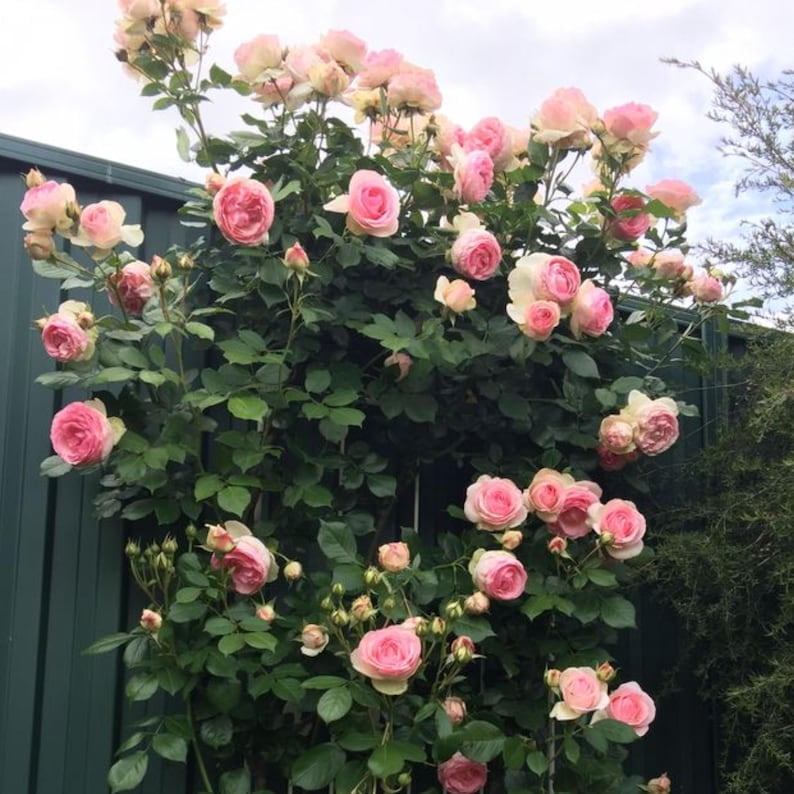 30 Seeds White Pink Eden Climbing Rose Seeds Perennial Non- Mix for Late Winter to Early Spring Planting