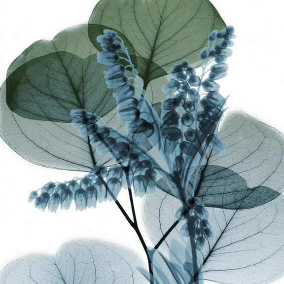Art.com Lilly of Eucalyptus Art Print by Albert Koetsier, 16" x 16"