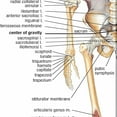 thumbnail image 3 of SKELETAL ANATOMY (ANTERIOR VIEW) Posters & Prints Wall Chart - Medical Teaching Canvas Painting Hospital Classroom Home Wall Art Decor Sticker (without Framed),19.7x16 inch(50x40 cm), 3 of 4