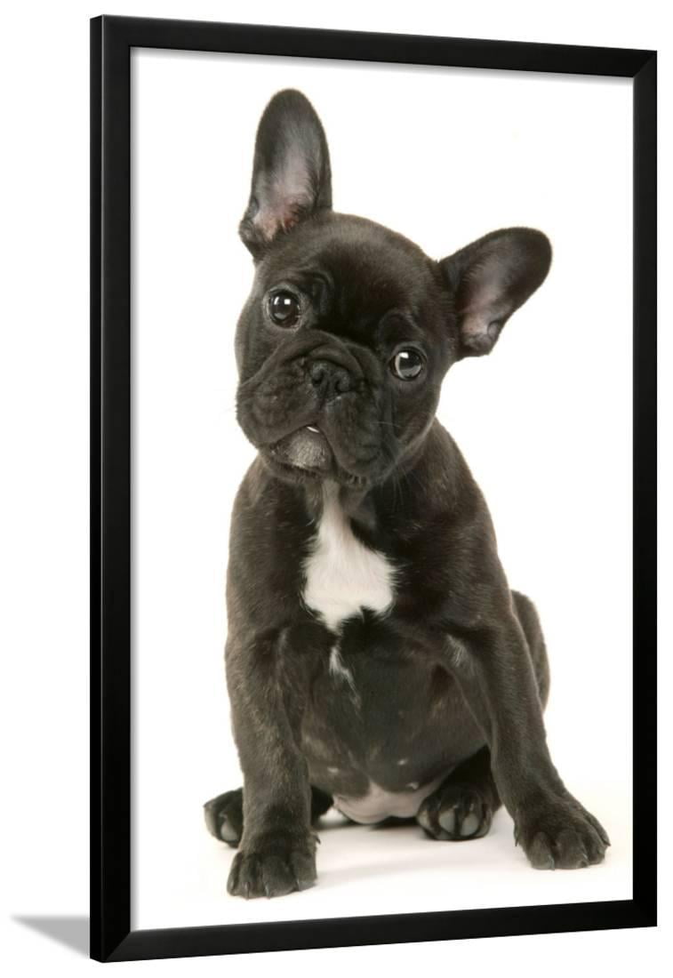 French Bulldog Puppy Framed Print Wall Art - Walmart.com - Walmart.com