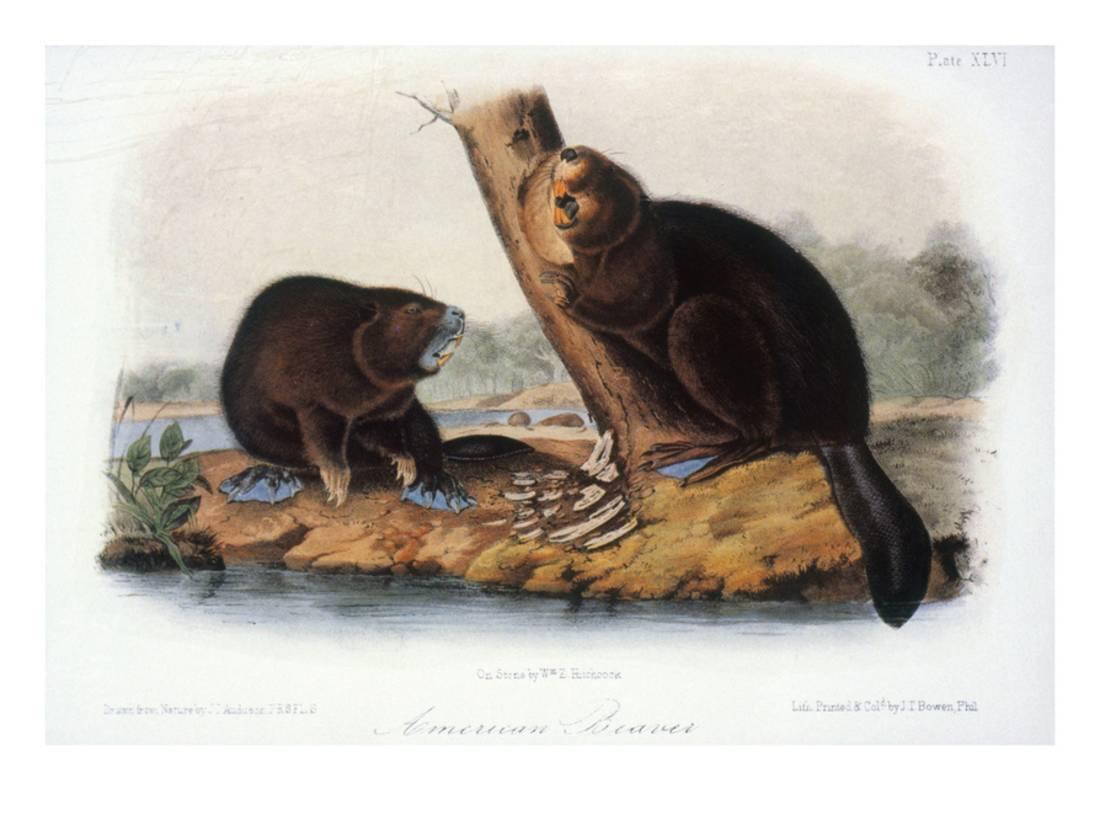 audubon beaver 1846 print wall art by john james audubon walmart com audubon walmart