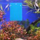thumbnail image 4 of unbranded 2Ud De Desove Para Peces Plástico Azul Con Ventosa Para De En Casa, 4 of 6