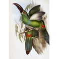 thumbnail image 2 of Gould, John 23x32 White Modern Wood Framed Museum Art Print Titled - Chestnut-Billed Groove-Bill (Toucan), 2 of 4