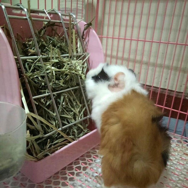 Small Animal Hanging Hay Rack Rabbit Feeder run digging automatic bed large box accessories Stand for Herbivore Blue