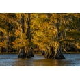 thumbnail image 2 of Jones, Adam 32x23 Black Ornate Wood Framed with Double Matting Museum Art Print Titled - Bald cypress trees in autumn colors at sunset Caddo Lake-Uncertain-Texas, 2 of 4