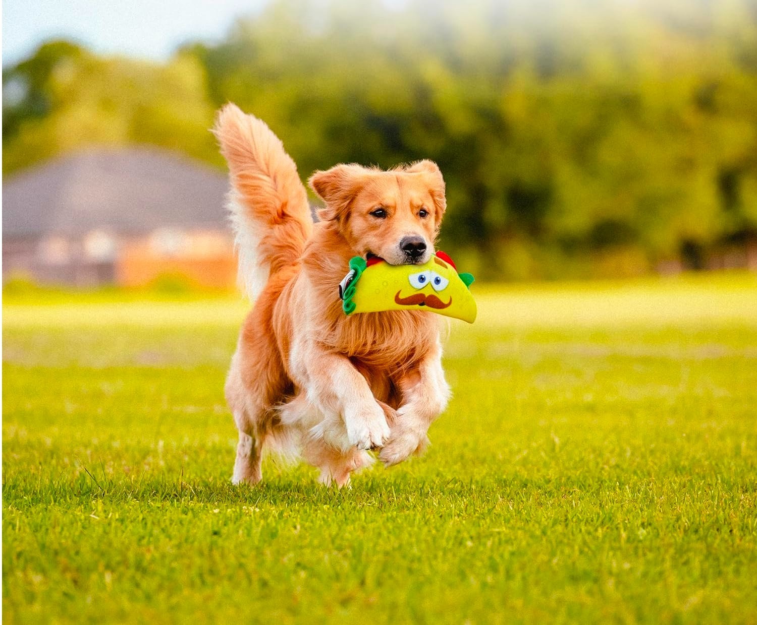 Soft Taco Dog Toys Fun interactive Squeaker Small to Medium Dogs Choose Quantity (1 Taco Toy)