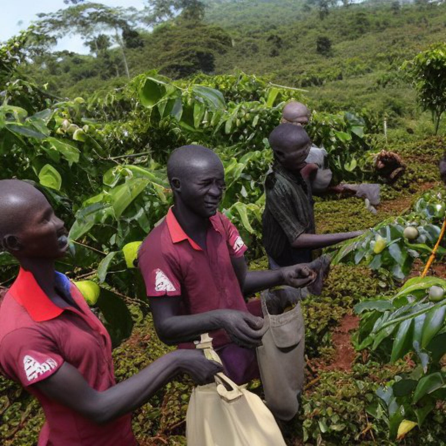 African Kahawa Blend Espresso Whole Bean Coffee, 1 lbs