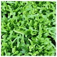 thumbnail image 3 of Everwilde Farms - 1000 Oakleaf Leaf Lettuce Seeds - Gold Vault Jumbo Bulk Seed Packet, 3 of 5