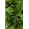 thumbnail image 2 of Delisle, Gilles 21x32 Black Ornate Wood Framed with Double Matting Museum Art Print Titled - Canada, Quebec, Yamaska NP Green false hellebore, 2 of 4