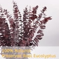 thumbnail image 3 of GoXteam 20pcs Red Dried Eucalyptus Stems, Natural Eucalyptus Branches for Shower Hanging, 17" Preserved Plants Steam Shower for Women and Men, Relaxation Set, Mother's Day, 3 of 7