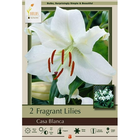 Casa Blanca Oriental Lily - 2 Bulbs 16/18 cm - Dazzling White!