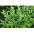 thumbnail image 4 of Needlepoint Chinese Holly - Ilex Cornuta - 20 Live Plants - Low Maintenance Screening Evergreen, 4 of 8