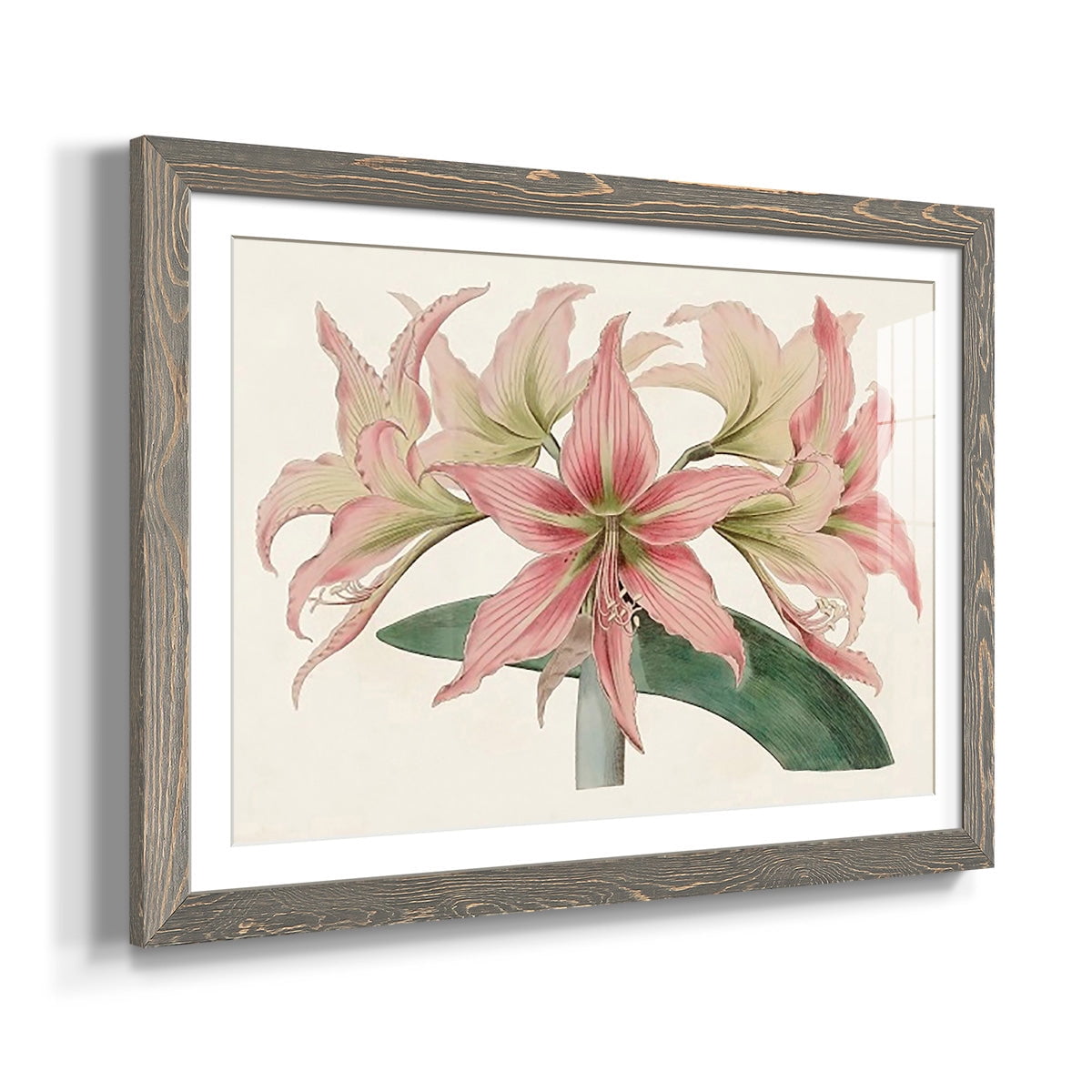 Amaryllis Varietals I-Premium Framed Print - Ready to Hang