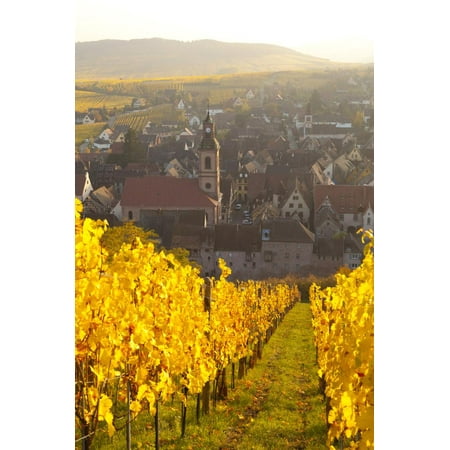 View of Riquewihr and Vineyards in Autumn, Riquewihr, Alsace, France, Europe Print Wall Art By Miles