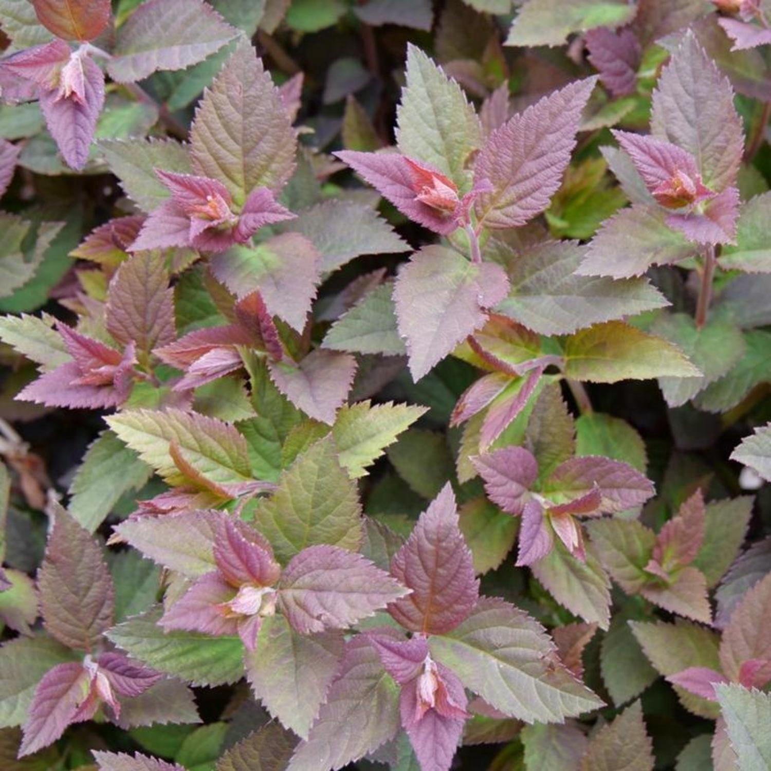 Proven Winners ColorChoice 5" Red Double Play Doozie Spirea Live Plant in 4.5" Pot (4 Count)
